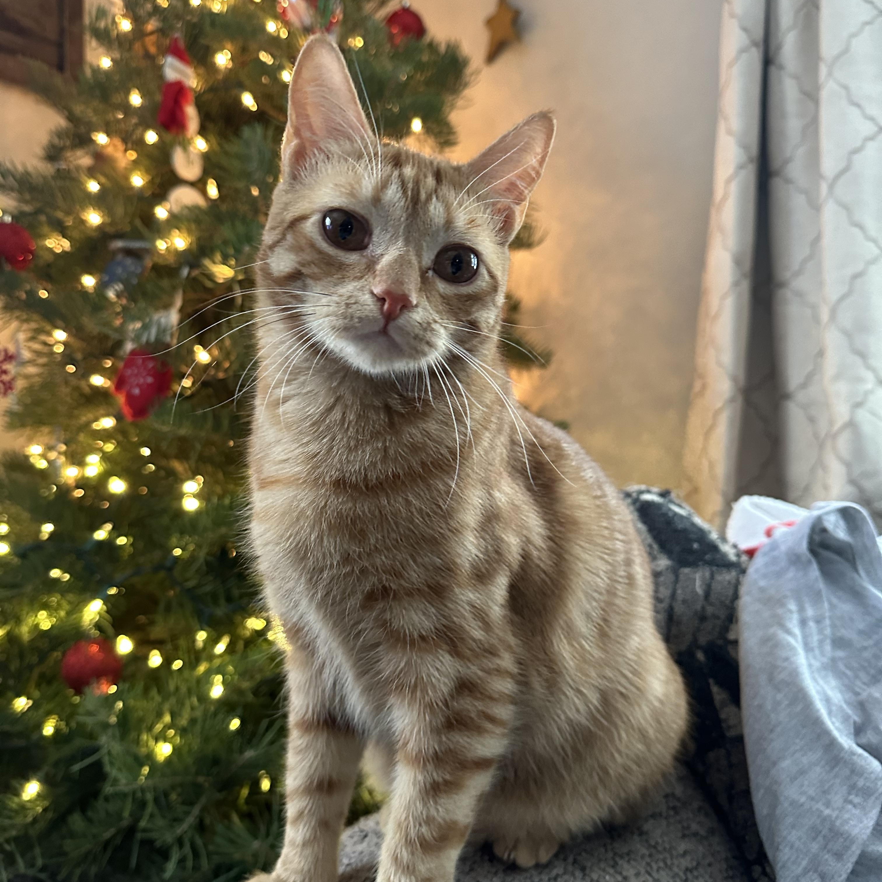 Frito, a Adoptable Domestic Short Hair in Lacona, NY image 5/6