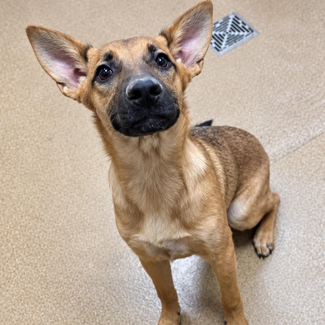 Mia, Adoptable, Young Female Shepherd.