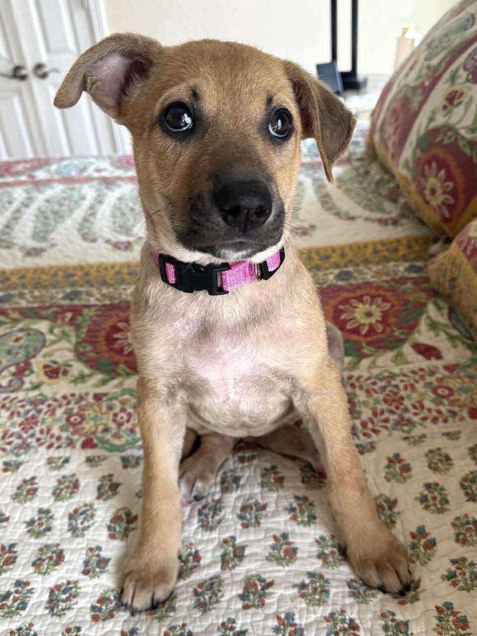 Kimble, ADOPTABLE, Puppy Female German Shepherd Dog.