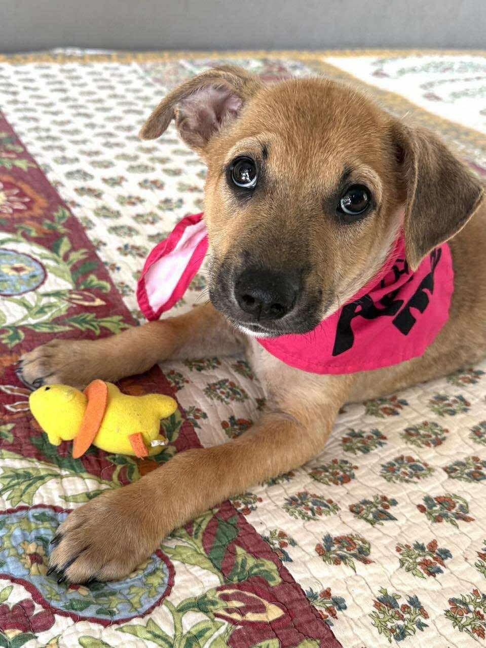 Kimble, a other mixed breed in Covington, TX image 2/4