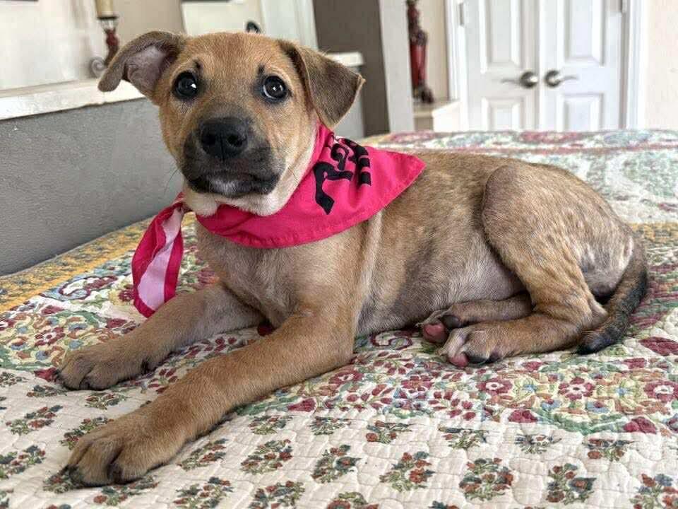 Kimble, a other mixed breed in Covington, TX image 3/4