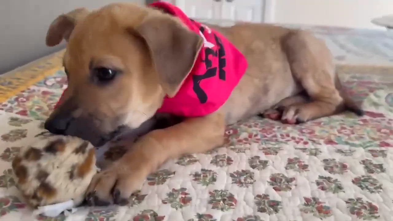 Enlarge Kimble, a other mixed breed in Covington, TX video 4/4