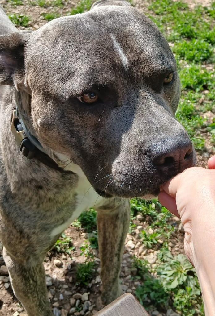 Sampson, Adoptable, Young Male Staffordshire Bull Terrier & Cane Corso.