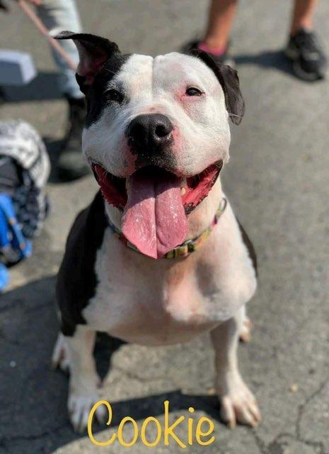 Cookie, Adoptable, Adult Female Pit Bull Terrier.