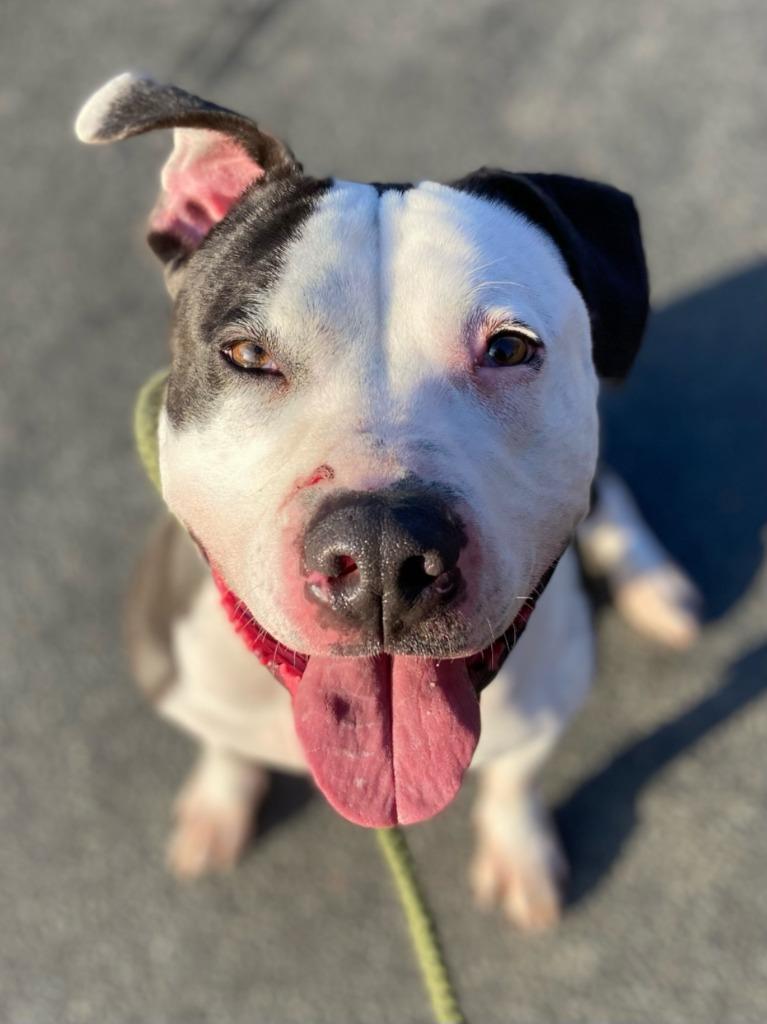 Cookie, a Adoptable Pit Bull Terrier in Pomona, NY image 2/6