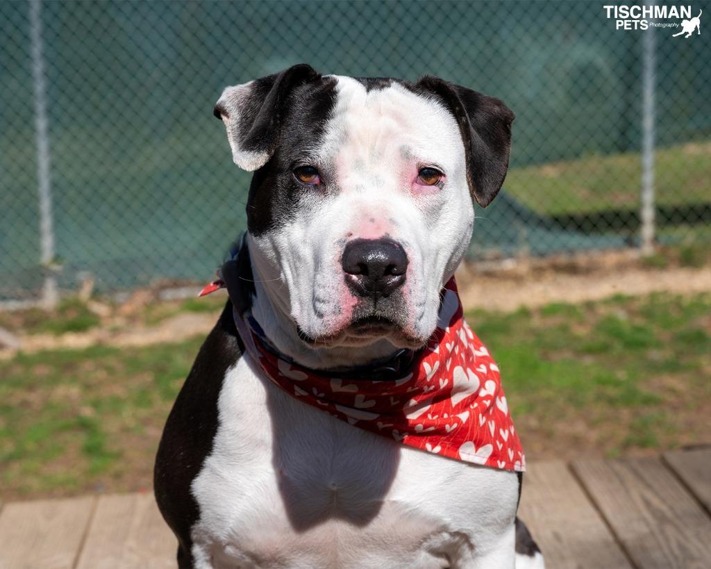 Enlarge Cookie, a Adoptable Pit Bull Terrier in Pomona, NY image 1/6