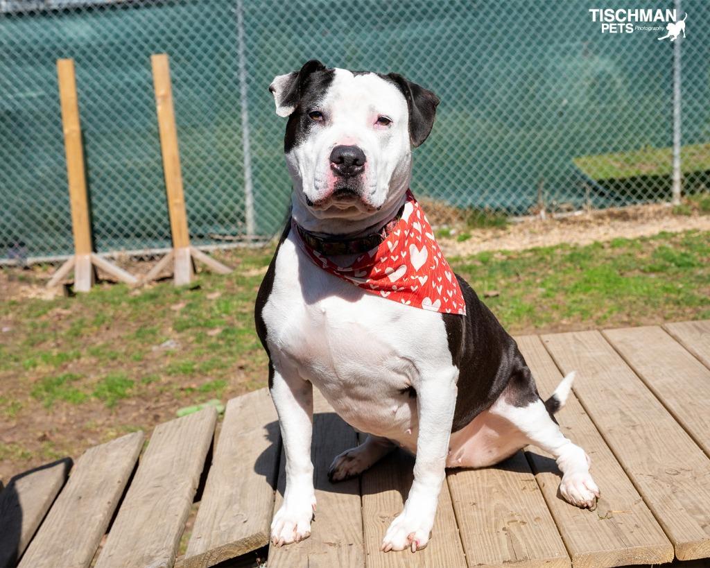 Enlarge Cookie, a Adoptable Pit Bull Terrier in Pomona, NY image 2/6