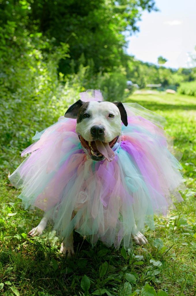 Cookie, a Adoptable Pit Bull Terrier in Pomona, NY image 3/6