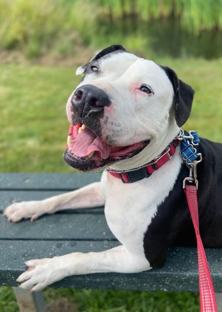 Cookie, a Adoptable Pit Bull Terrier in Pomona, NY image 3/6