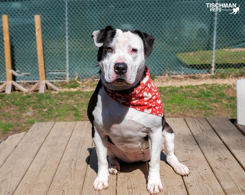 Cookie, a Adoptable Pit Bull Terrier in Pomona, NY image 6/6