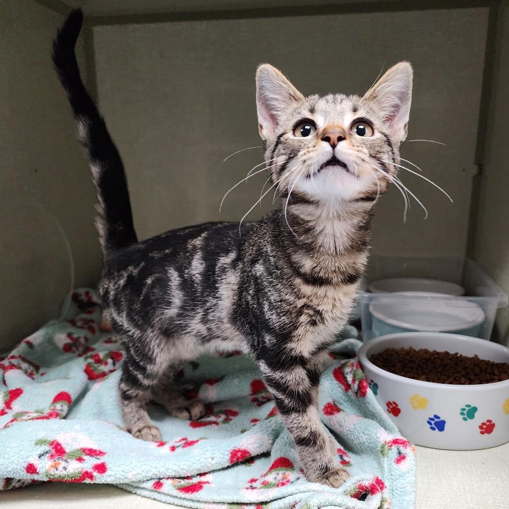 Eevee, Adoptable, Young Female Domestic Short Hair.