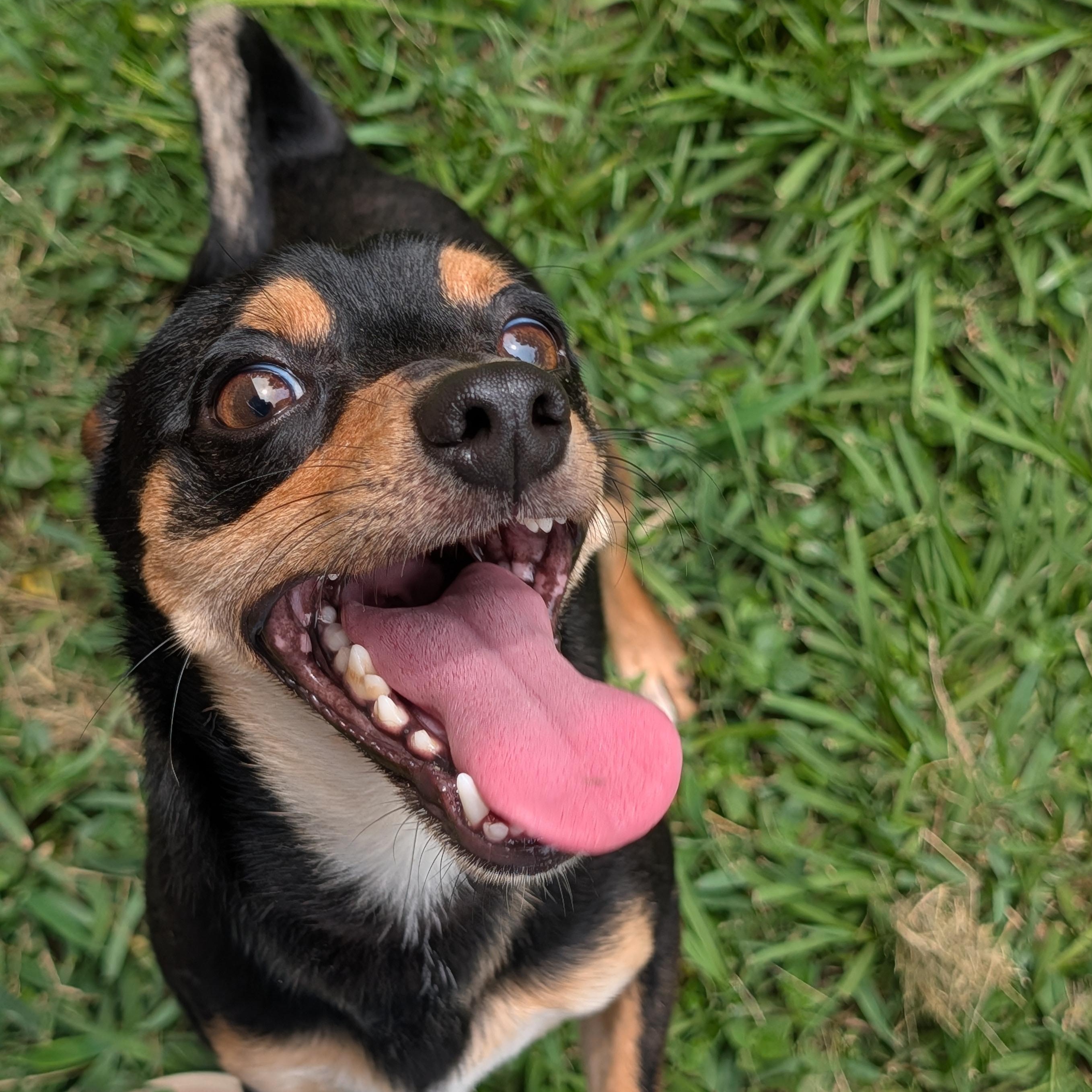 Cal, a Adoptable mixed breed in Baton Rouge, LA image 4/5