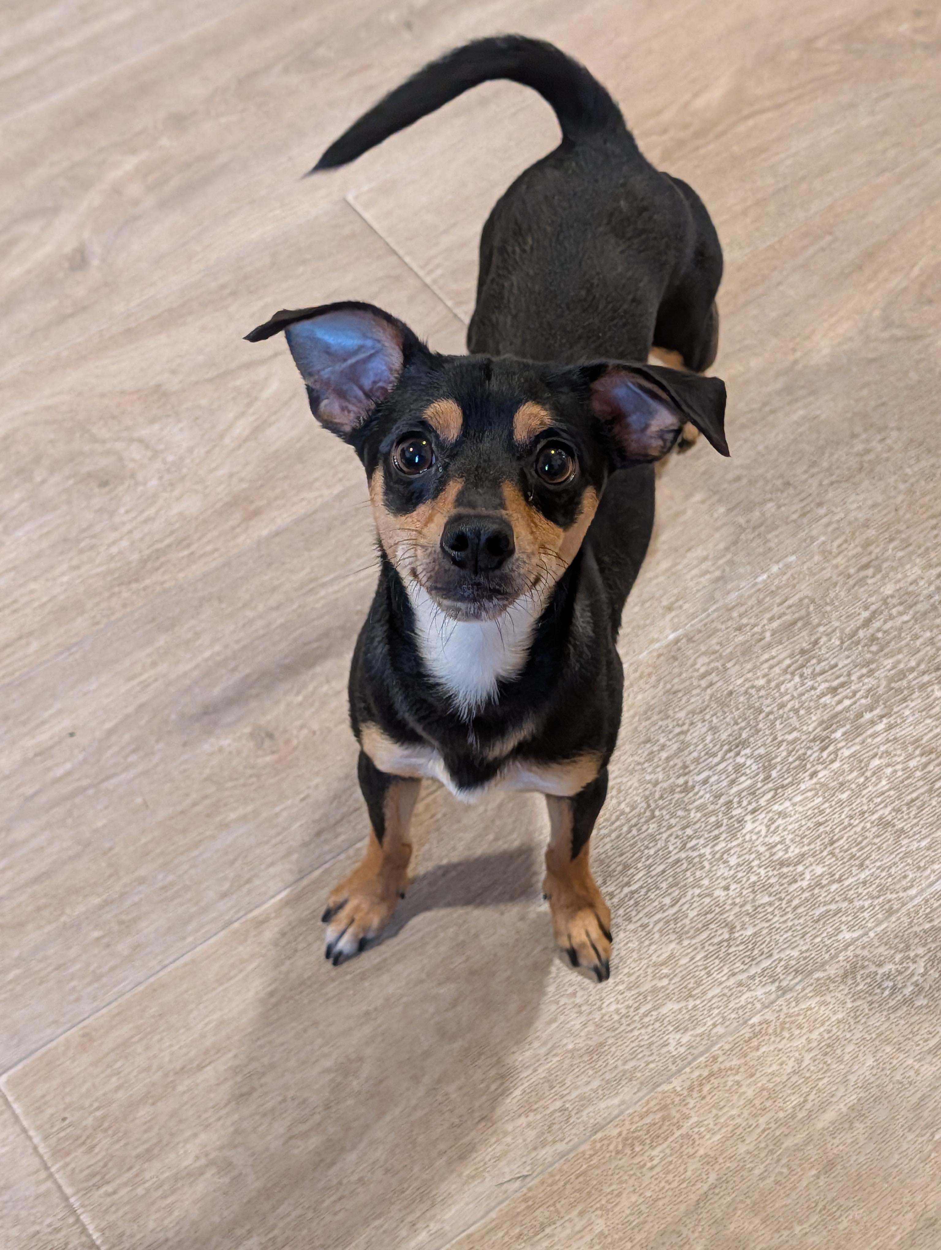 Cal, a Adoptable mixed breed in Baton Rouge, LA image 2/5