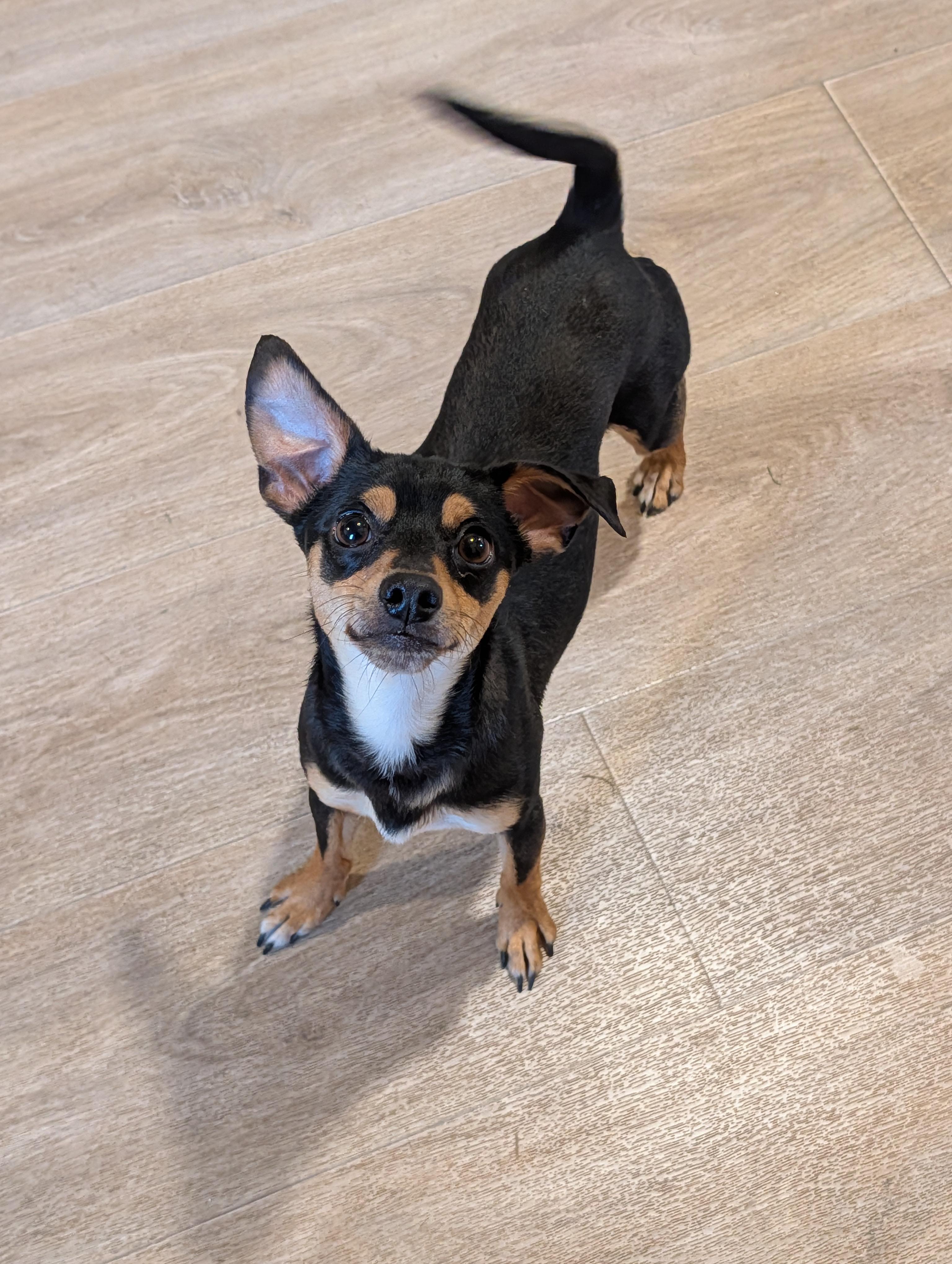 Cal, a Adoptable mixed breed in Baton Rouge, LA image 3/5