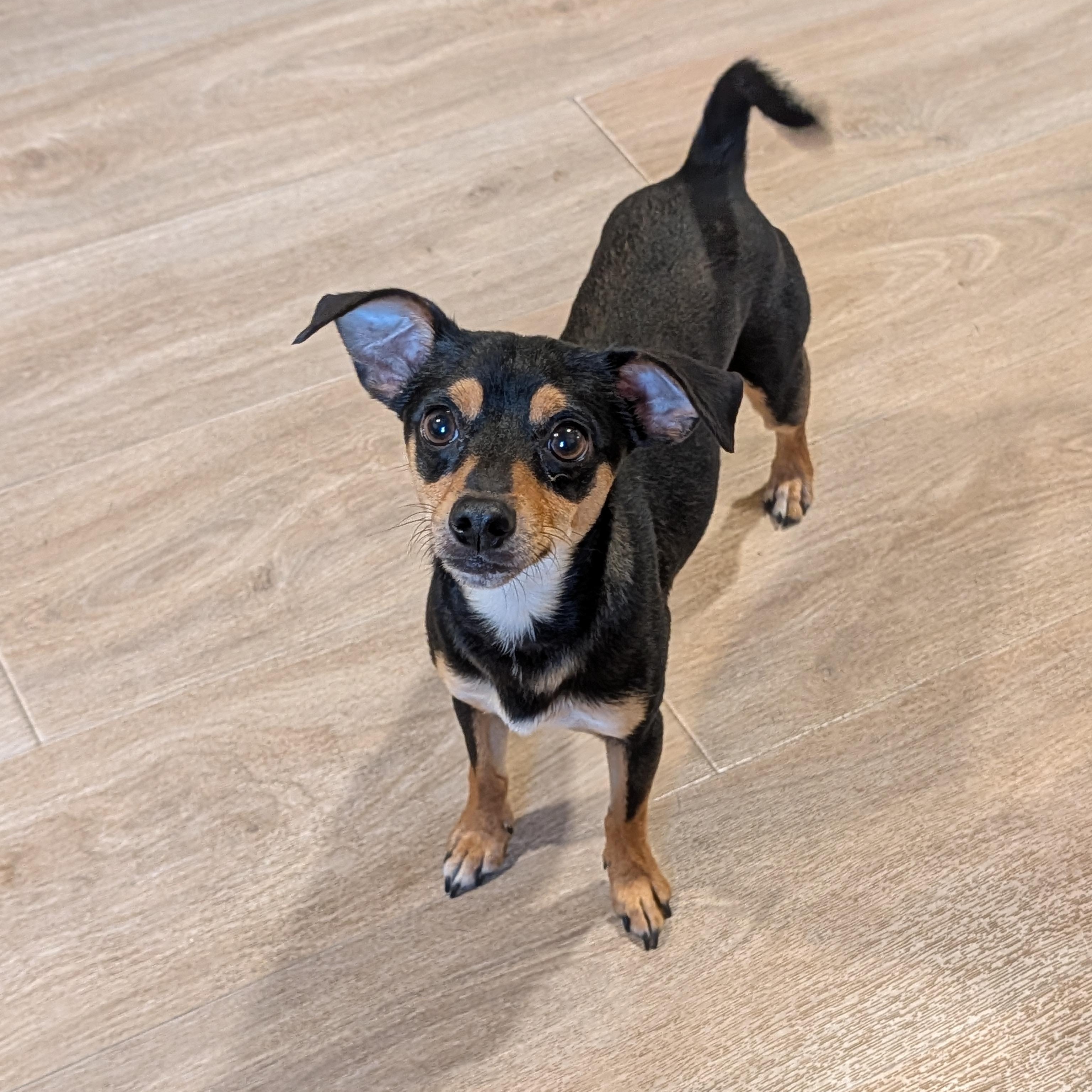 Cal, a Adoptable mixed breed in Baton Rouge, LA image 1/5