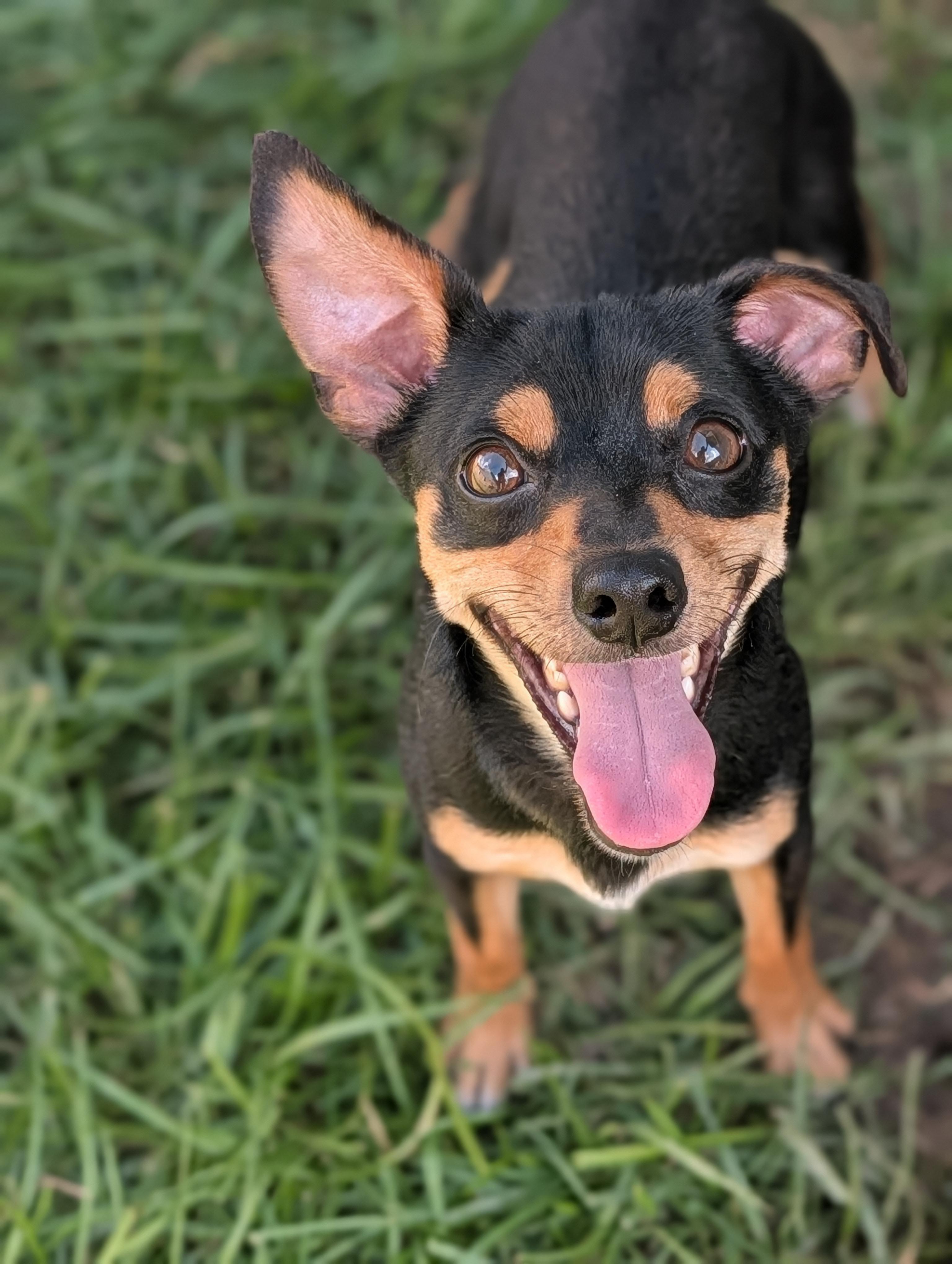 Cal, a Adoptable mixed breed in Baton Rouge, LA image 5/5