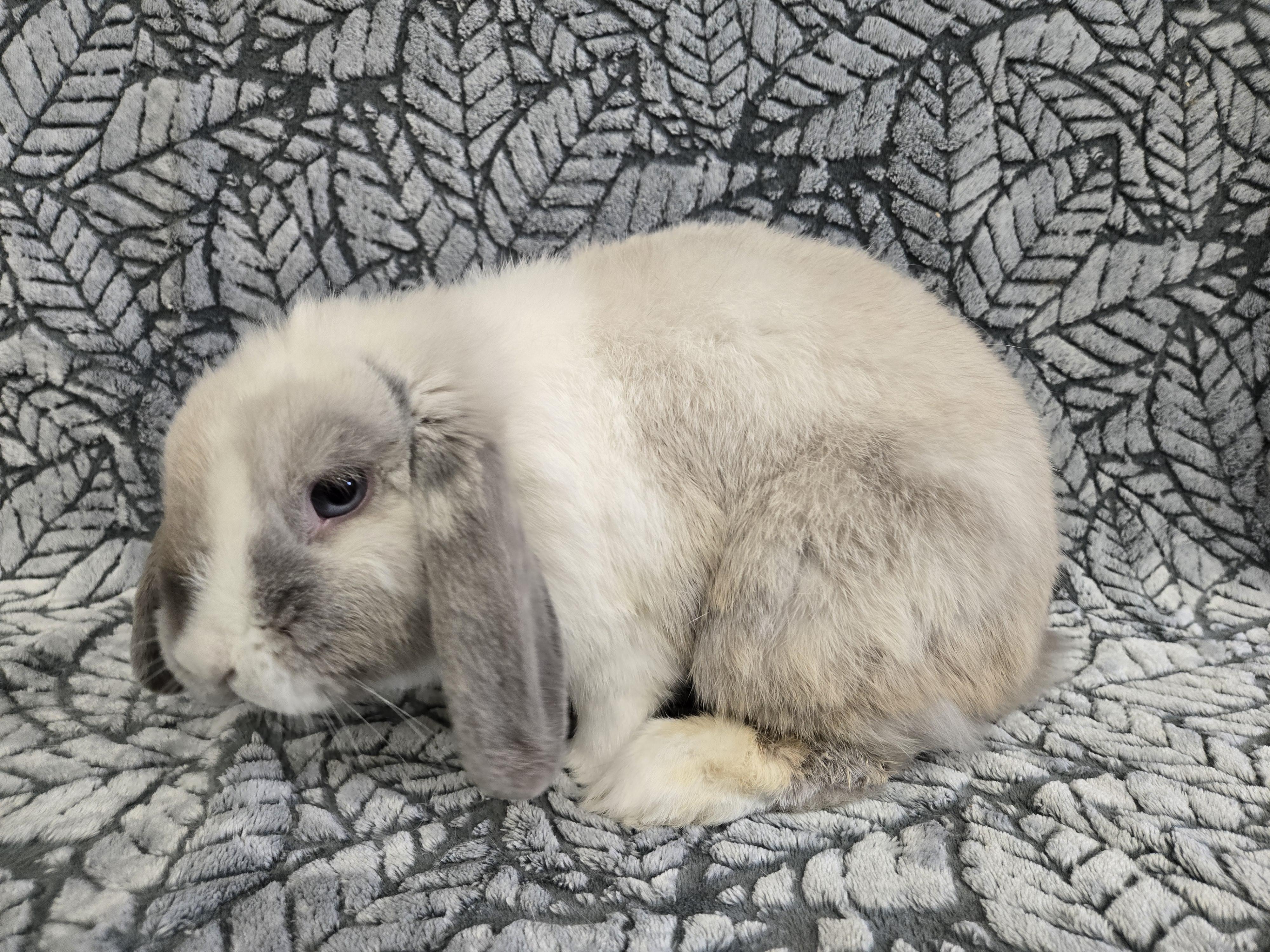 Carmen Latte, Adoptable, Adult Female Lop Eared.