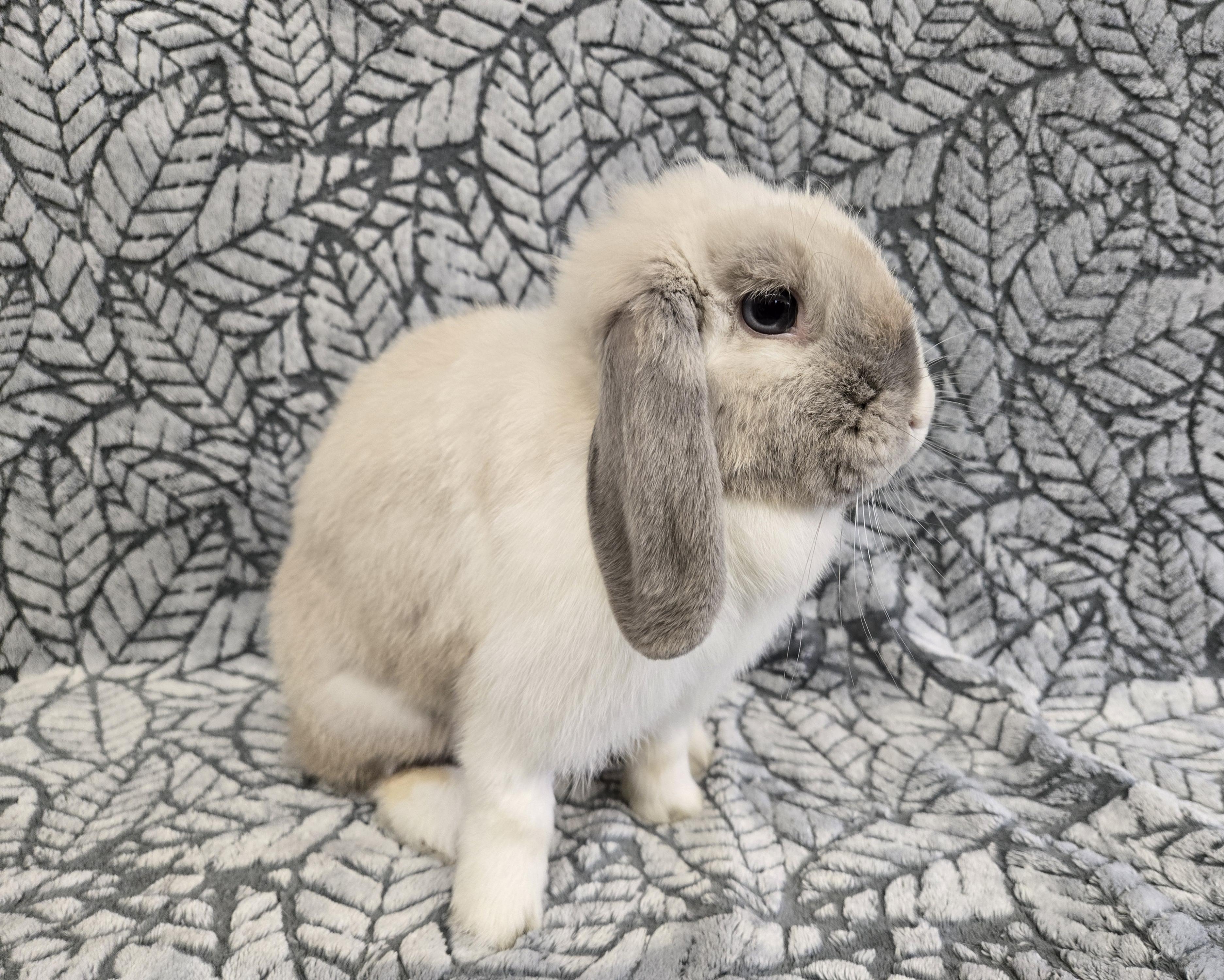 Carmen Latte, a Adoptable Lop Eared in Deerfield, WI image 3/3