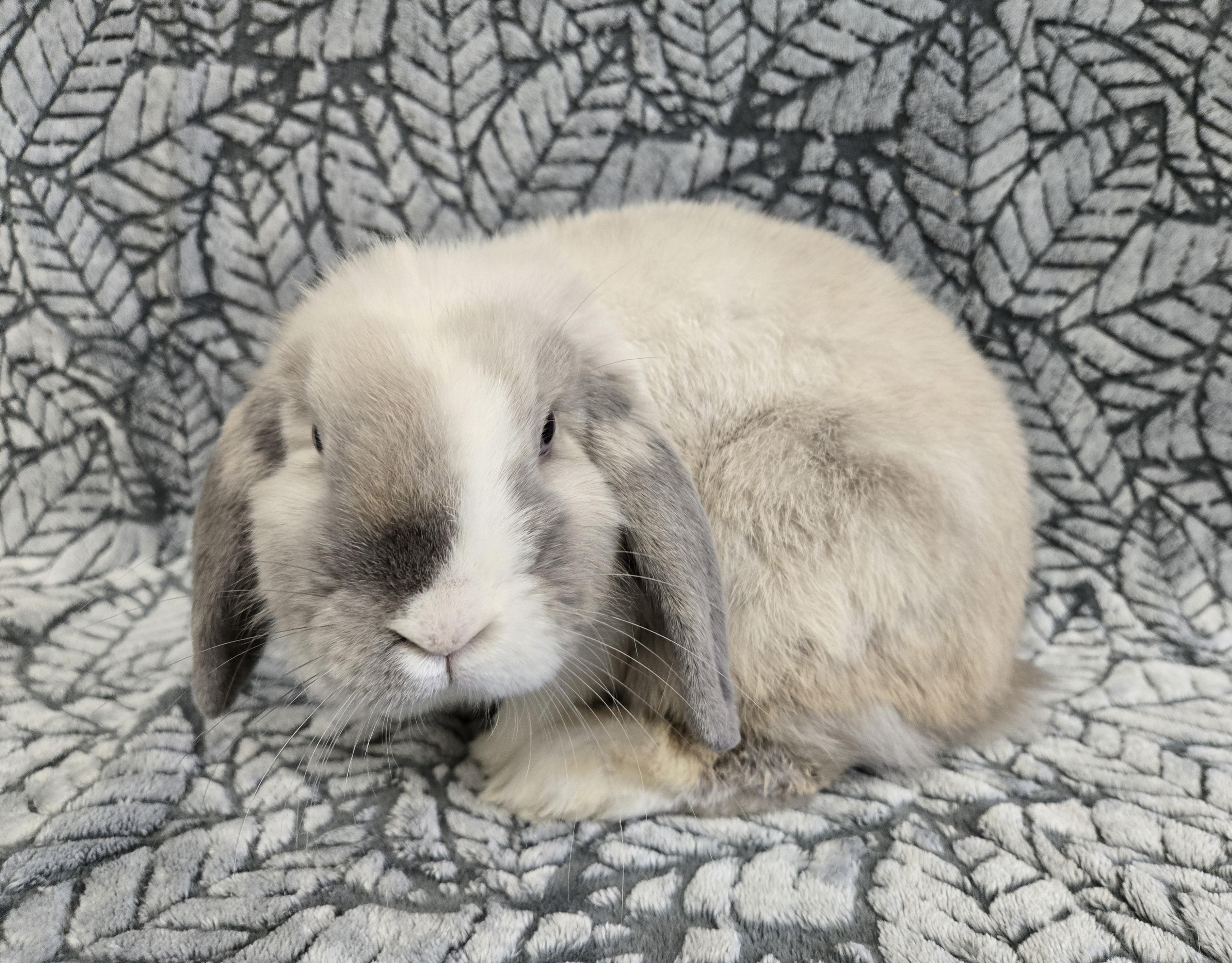 Carmen Latte, a Adoptable Lop Eared in Deerfield, WI image 1/3
