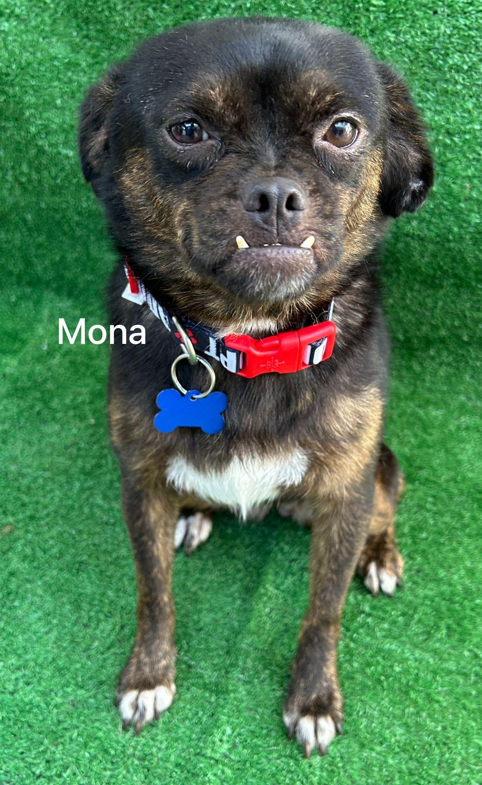 Enlarge Mona, a Adoptable mixed breed in San Ysidro, CA image 3/5