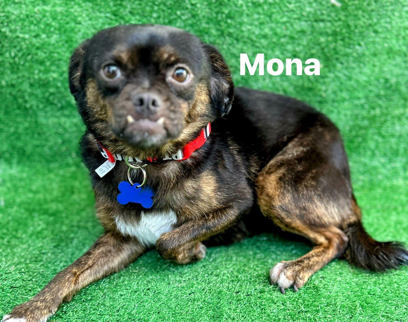Mona, Adoptable, Adult Female Pug.