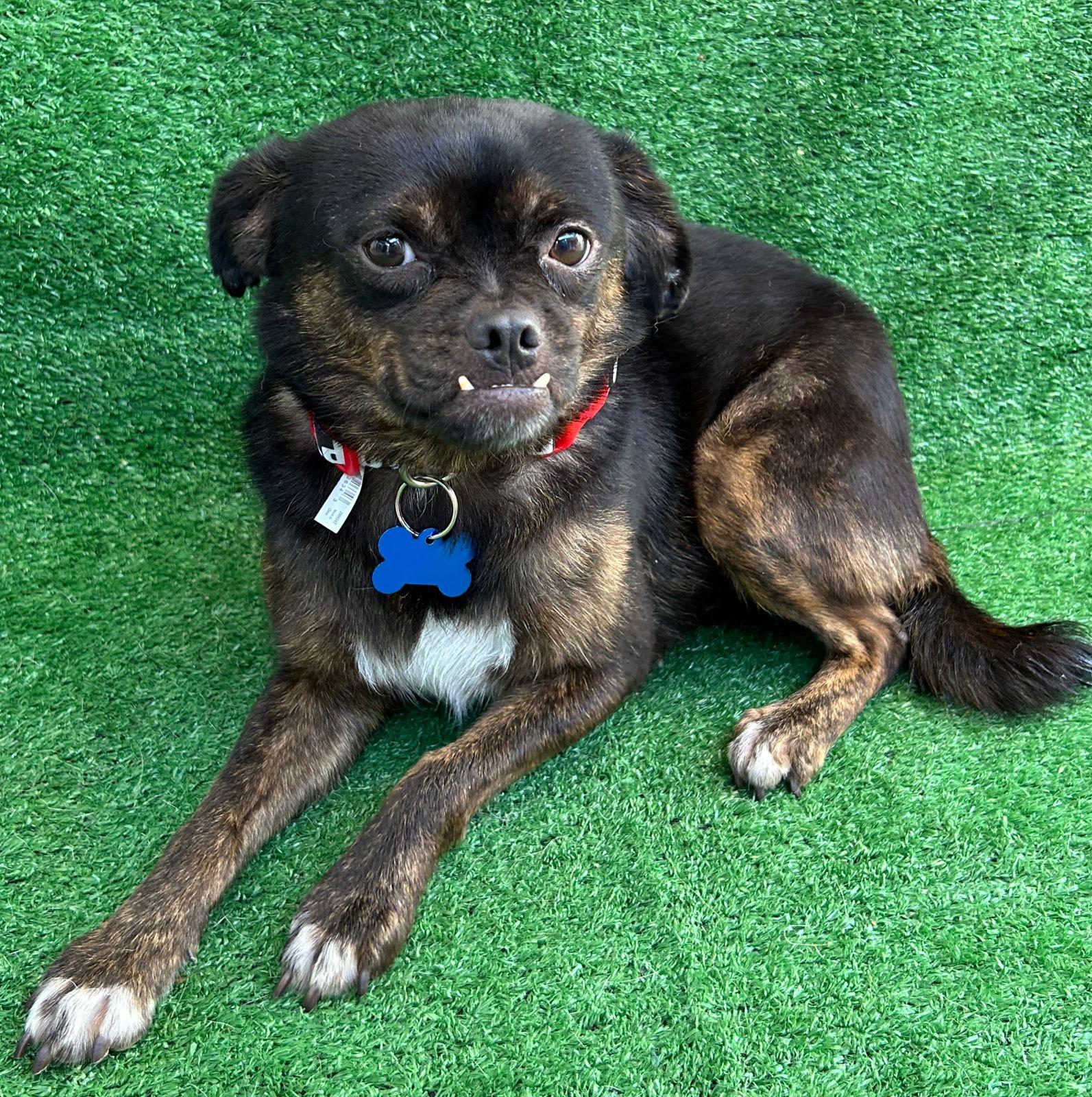 Enlarge Mona, a Adoptable mixed breed in San Ysidro, CA image 4/5