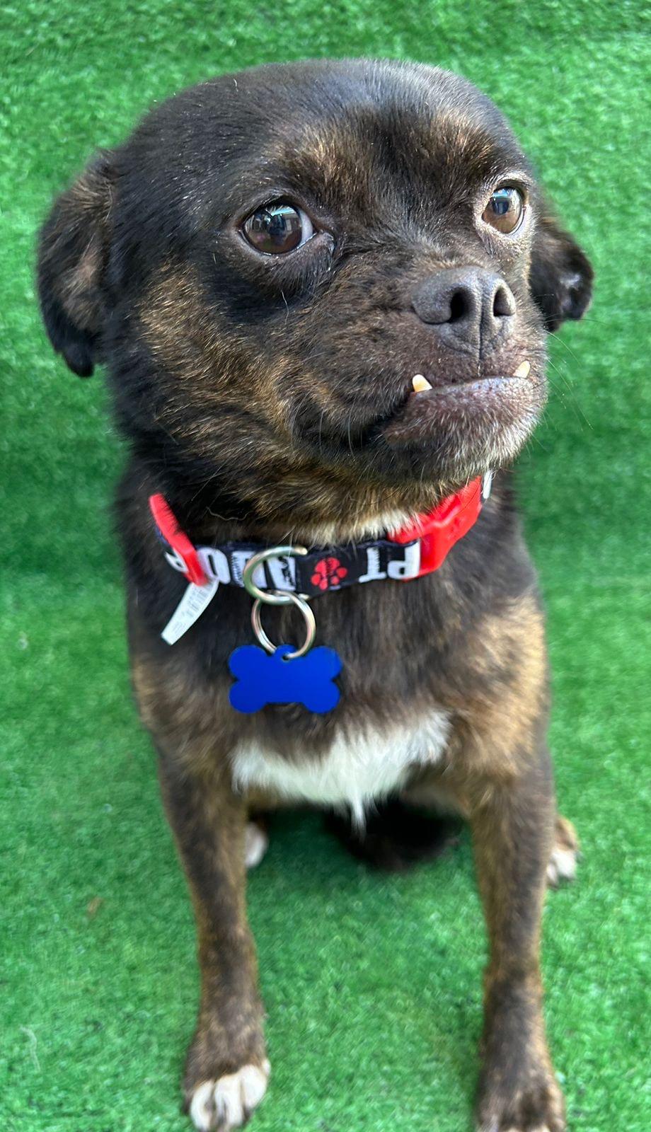 Enlarge Mona, a Adoptable mixed breed in San Ysidro, CA image 5/5