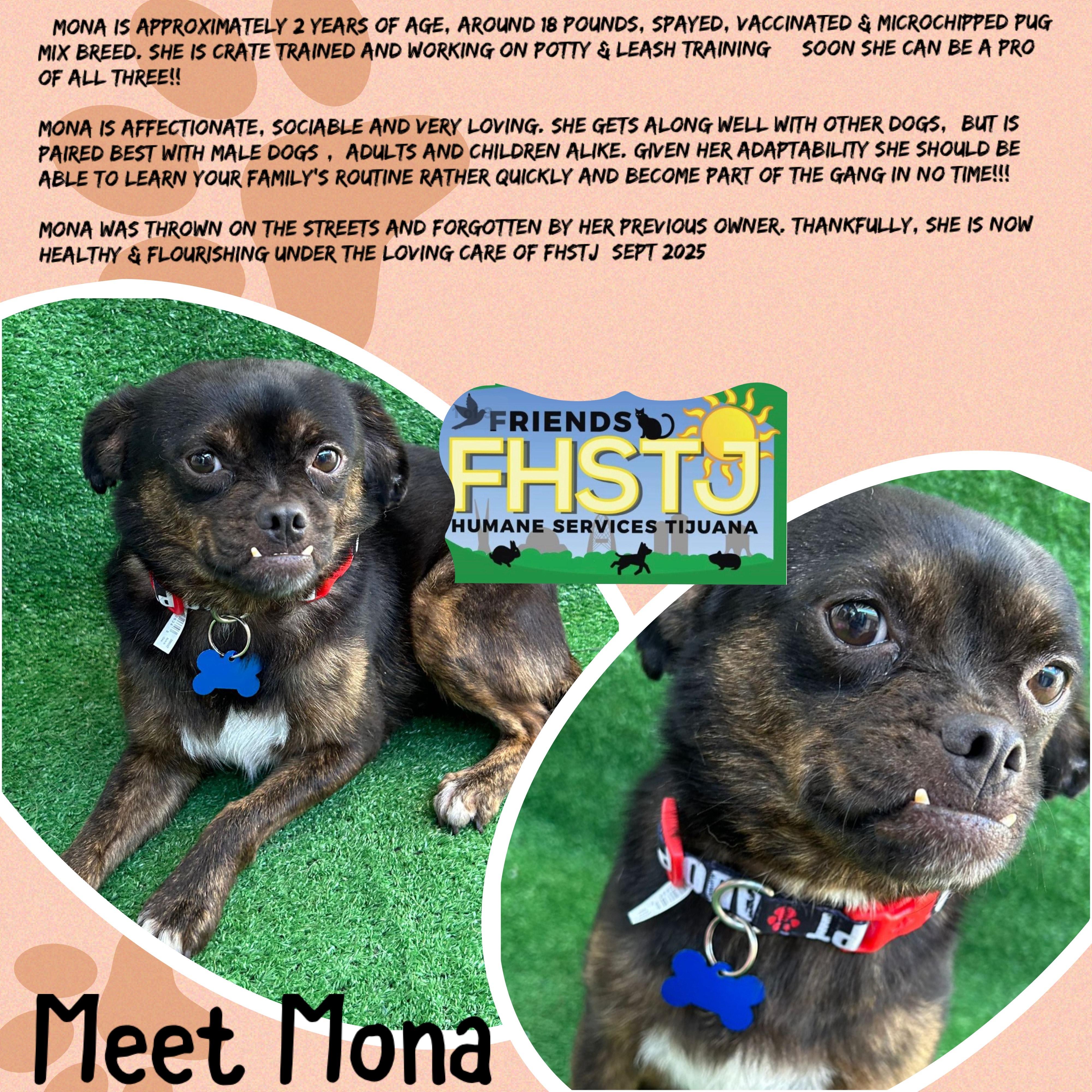 Enlarge Mona, a Adoptable mixed breed in San Ysidro, CA image 2/5