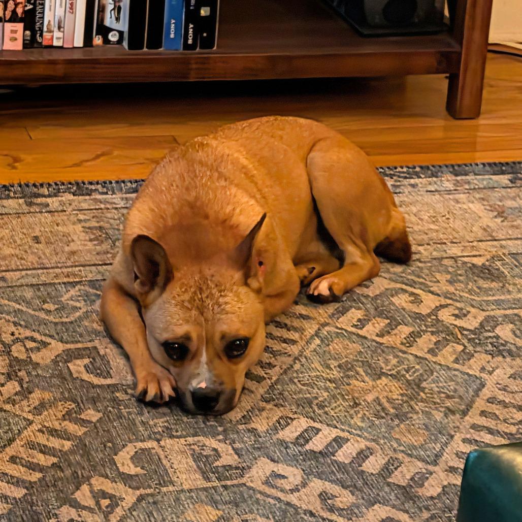 Enlarge Tom, a Adoptable Jindo in Northbrook, IL image 1/6