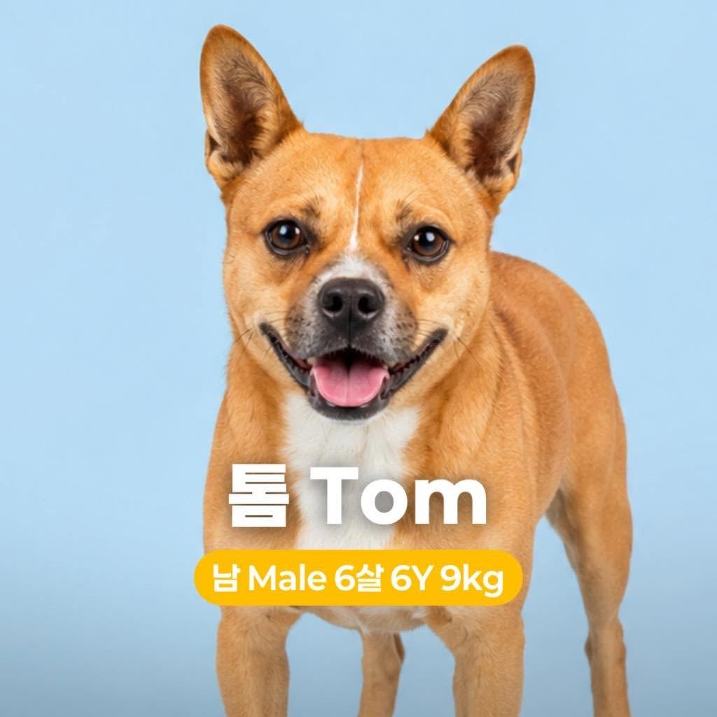 Enlarge Tom, a Adoptable Jindo in Northbrook, IL image 2/6