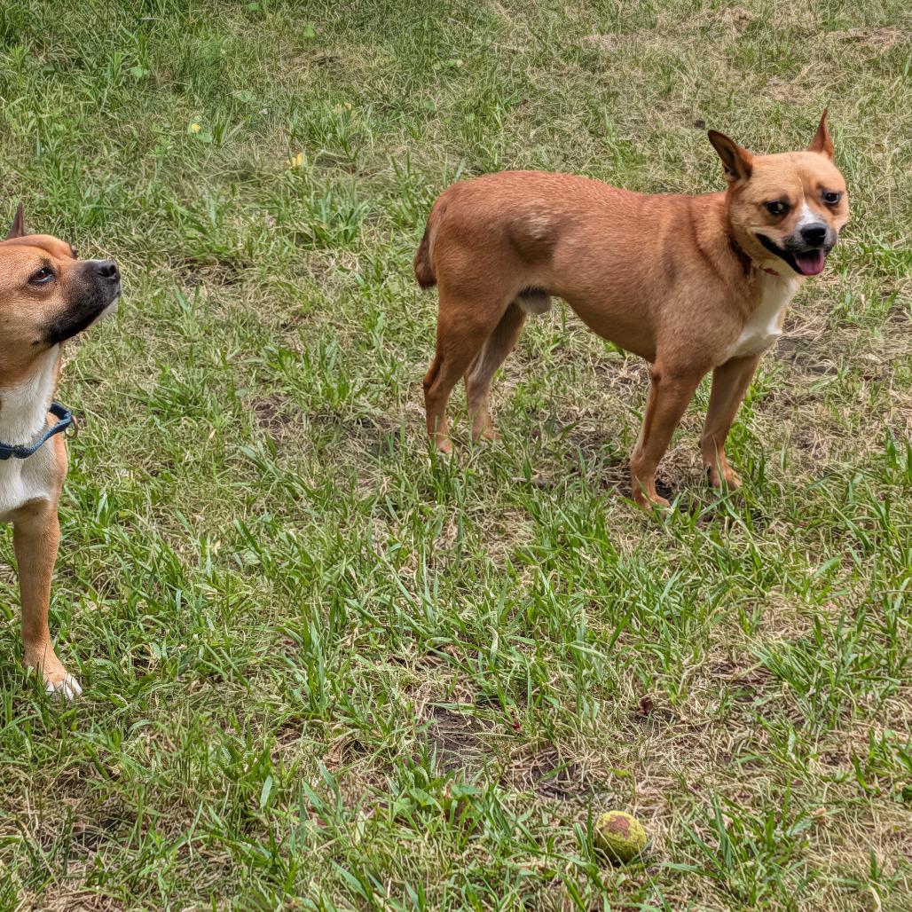 Enlarge Tom, a Adoptable Jindo in Northbrook, IL image 4/6