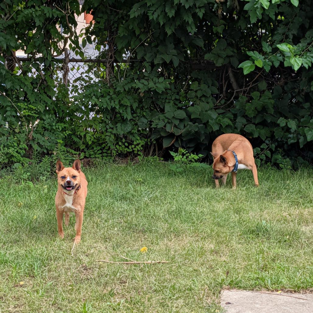 Enlarge Tom, a Adoptable Jindo in Northbrook, IL image 5/6