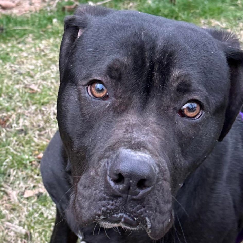 Myles, a Adoptable mixed breed in Rochester, NY image 6/6