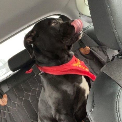 Myles, a Adoptable mixed breed in Rochester, NY image 5/6