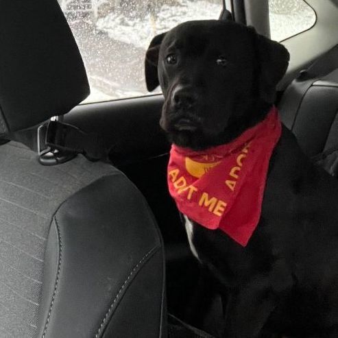 Myles, a Adoptable mixed breed in Rochester, NY image 3/6