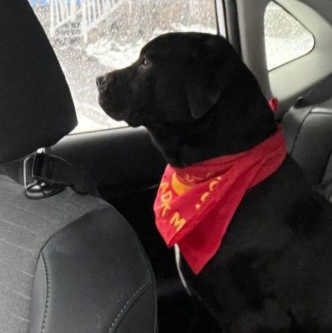 Myles, an adoptable Black Labrador Retriever, Pit Bull Terrier in Rochester, NY, 14609 | Photo Image 3