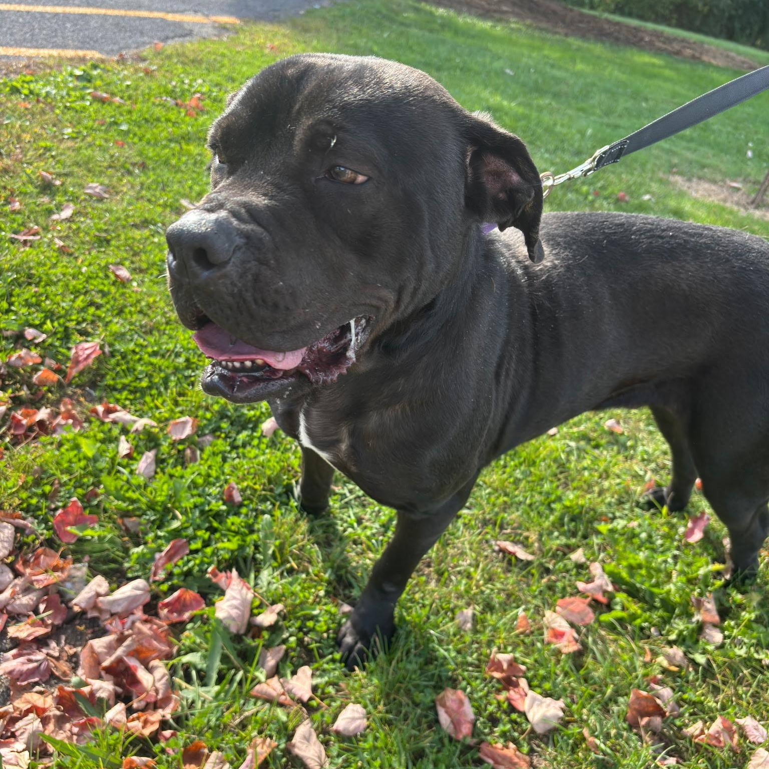 Myles, an adoptable Black Labrador Retriever, Pit Bull Terrier in Rochester, NY, 14609 | Photo Image 1