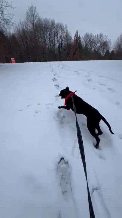 Enlarge Myles, a Adoptable mixed breed in Rochester, NY video 4/6