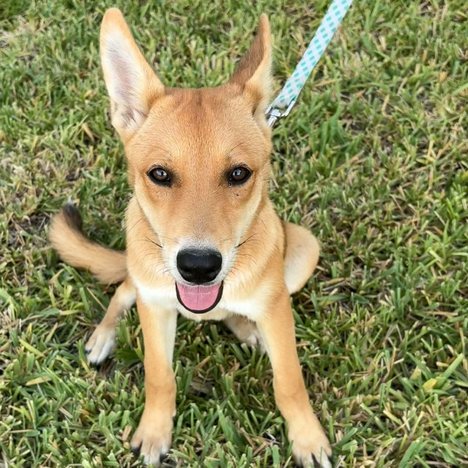 Enlarge Penelope, a Adoptable mixed breed in Chicago, IL image 2/3