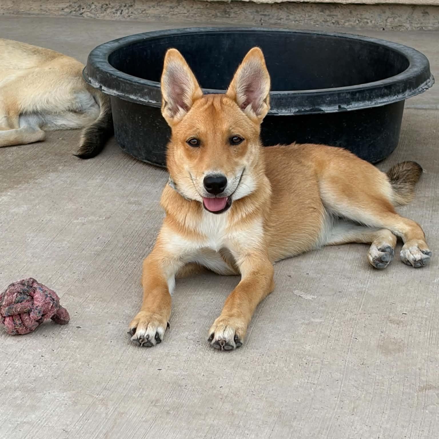 Enlarge Penelope, a Adoptable mixed breed in Chicago, IL image 3/3