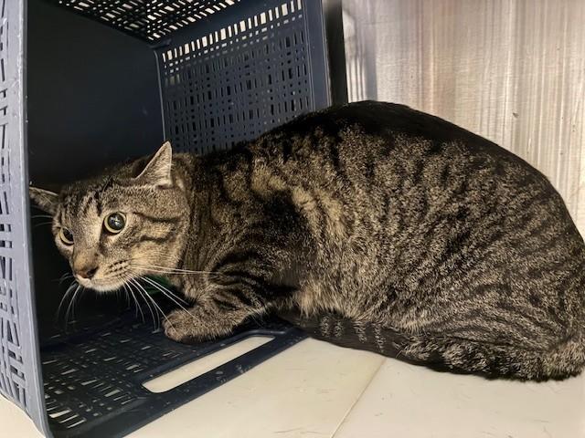 TWIN, Adoptable, Young Male Domestic Short Hair.