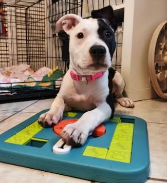 Enlarge Layla, a ADOPTABLE Mixed Breed in Palm Harbor, FL image 2/5
