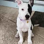 Enlarge Layla, a ADOPTABLE Mixed Breed in Palm Harbor, FL image 4/5