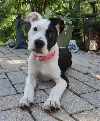Layla, ADOPTABLE, Puppy Female Mixed Breed.