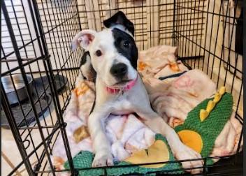 Enlarge Layla, a ADOPTABLE Mixed Breed in Palm Harbor, FL image 5/5