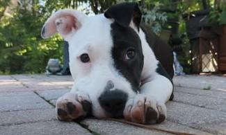 Enlarge Layla, a ADOPTABLE Mixed Breed in Palm Harbor, FL image 3/5