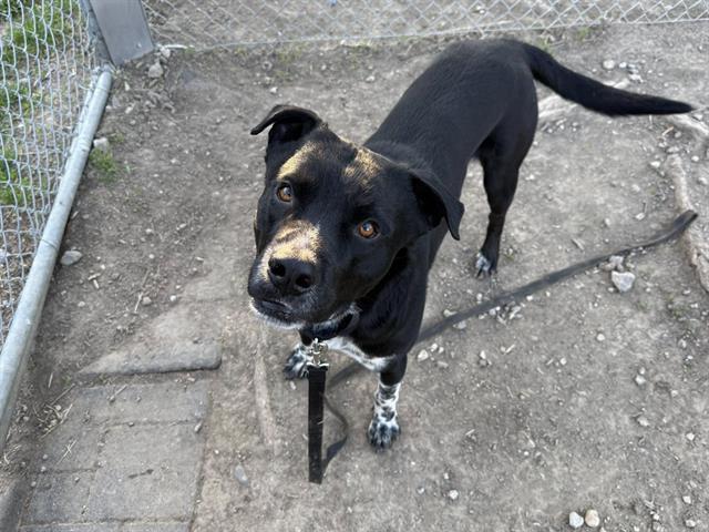 JUGHEAD, Adoptable, Young Male Labrador Retriever & Mixed Breed.