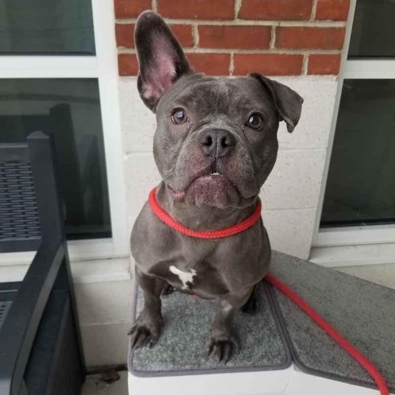 Enlarge Esme, a ADOPTABLE mixed breed in Stratford, CT image 3/4