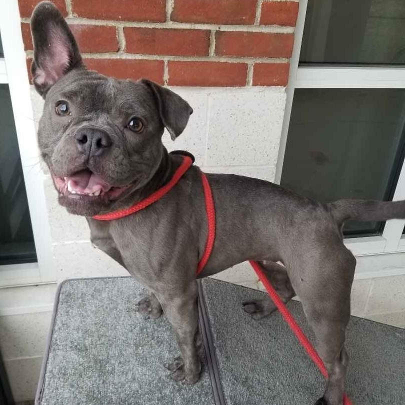 Enlarge Esme, a ADOPTABLE mixed breed in Stratford, CT image 2/4