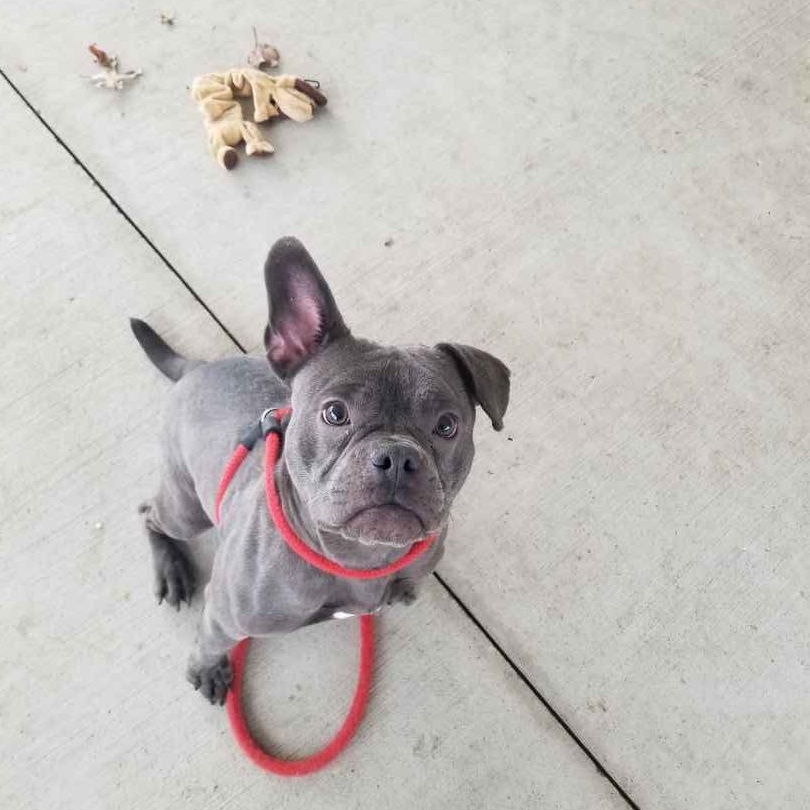 Enlarge Esme, a ADOPTABLE mixed breed in Stratford, CT image 4/4